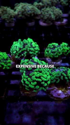 Essential Hammer Coral Care Tips for Reef Tanks