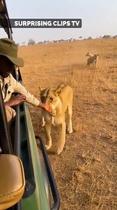 Lioness steps in to protect her cub during a risky encounter | Surprising Clips TV