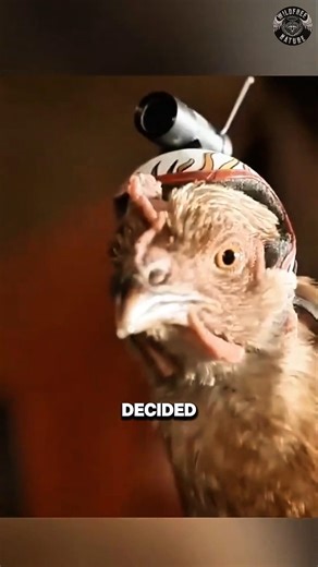 Why a Chicken Has Better Camera Stability Than Humans #shorts