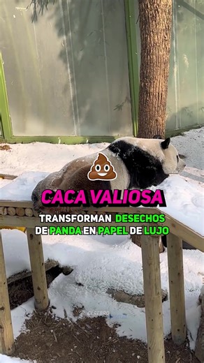 🐼💩 Así hacen papel ecológico con caca de panda 📄♻️ | Cerebro Digital
