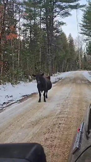 UPDATE: The owners have been found! This girl is headed home and safe. Thank you to everyone who shared! ATTENTION RESIDENTS: There is a cow on the loose on Old Hastings Road, South of Ormsby. If you are missing a cow or know whose cow this may belong to, please contact the Township Office at 613-474-2863 or the owner directly. Thanks in advance! | Limerick Township