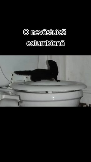 Curiozitati despre o nevăstuică columbiană