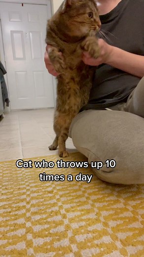 Humorous Cats: Throw Up and Eating Antics