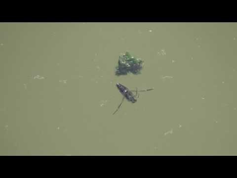 Backswimmer (Notonectidae: Notonecta) Hunting