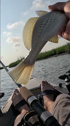 Atlantic Croaker shows how loud it can croak
