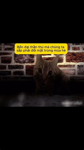 4 đại thần thú mùa hè #funny #memecats #memes #catmemes