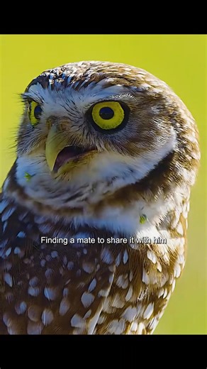 13K views · 206 reactions | Burrowing owls #animals #animalworld #documentary #owl #owls | Animal Documentary | Facebook