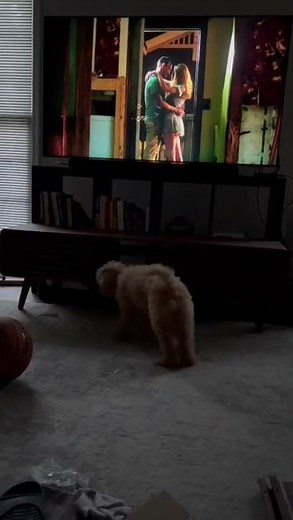 My puppy 🐕 first bark