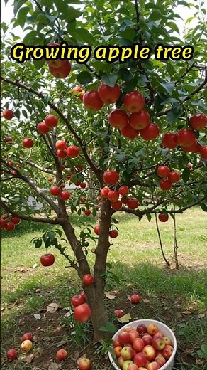Growing apple tree in tree