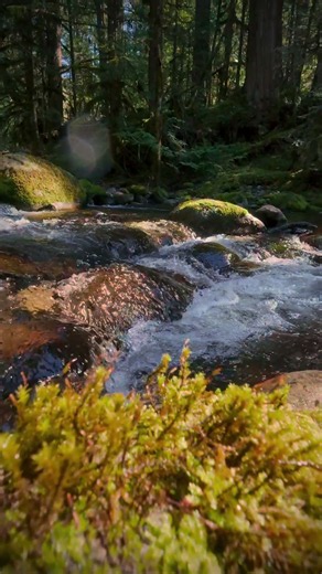 Forest creek with moss and sunlight — peaceful nature sounds