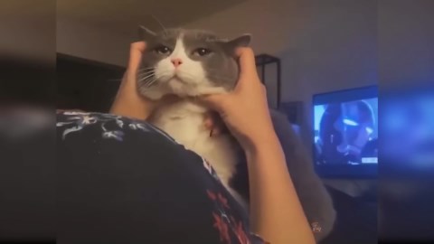 Standing still and sitting with curiosity | funny animal video