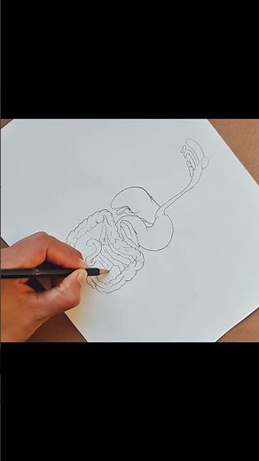 human digestive system drawing easy #biologydiagram #anatomy #biologydiagramdrawing
