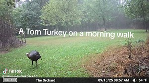 A trail camera video of a tom turkey by the orchard stand walking in the woods earlier this year. Beautiful bird. #trailcamera #turkey #minnesota #hunting