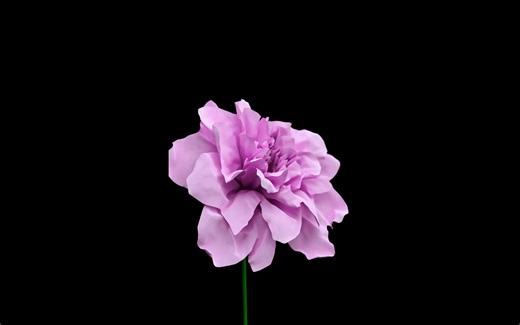 EASIEST Flowers in Houdini ｜ Houdini on Mac M1 ｜ Tutorial + Asset Pack