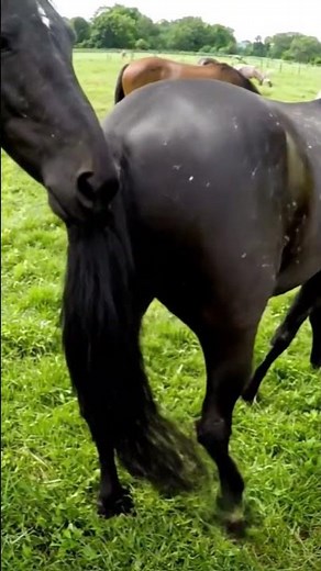 Horse mating behind the scene video 36