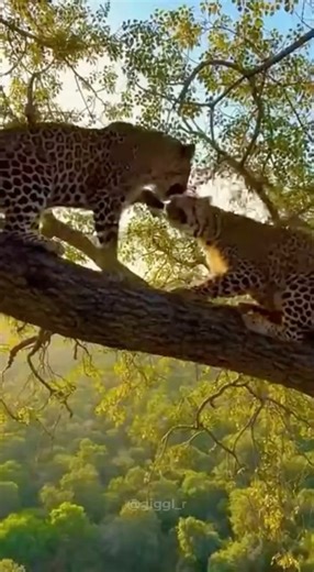 Leopard vs Leopard Fight on Tree Branch | Rare Wildlife Footage Caught on Camera