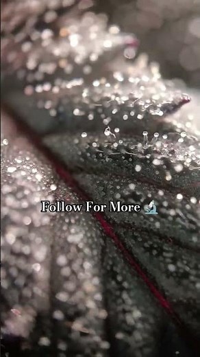 What Happens When You Touch Trichomes Under a Microscope? 👀❄️