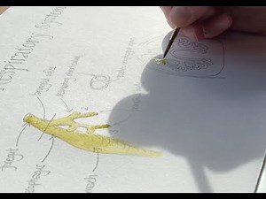 Lockdown Embryology with Prof Alice Roberts #10: Lungs