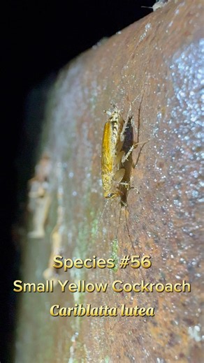 Species #56: Small Yellow Cockroach (Cariblatta lutea)