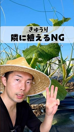 【きゅうり栽培】これを隣に植えると失敗します｜絶対に避けるべき3つの野菜