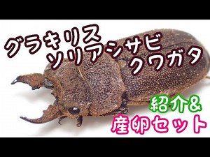 Introduction to the rare Gracilis soria stag beetle and egg-laying set [Stag beetle breeding]