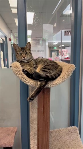 Meet Tokyo, a graceful and resilient mama cat who's done an amazing job raising her three girls. All of her kittens have now found their forever homes and we would love the same for Tokyo! With sleek fur and wise eyes, Tokyo exudes calm and confidence. She's affectionate but never pushy, the kind of cat who will quietly keep you company while you work or read. She loves gentle head scratches and sunbeams. Will you give Tokyo her happily furever after?? https://kwsphumane.ca/adopt/cats | Kitchene