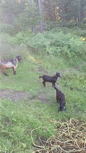 #goat #sheep #shortvideo #trendingshorts