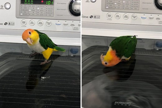 Bird has a blast watching washing machine spin