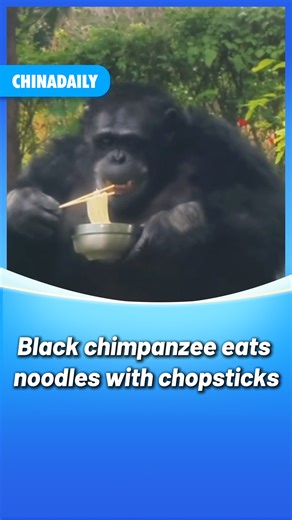45K views · 348 reactions | A black #chimpanzee at a #zoo in China's #Chongqing has recently learned various human skills, including how to eat noodles with chopsticks. #animals #travel #tourism | China Daily | Facebook
