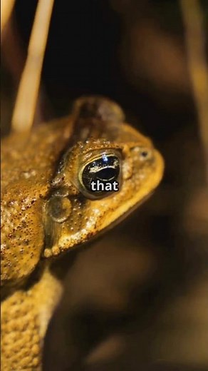 Meet The Toxic Toad! 3 Crazy Colorado River Toad Facts! 🐸 😱 #animals