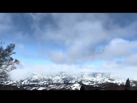 Winter Trees in Japan 🇯🇵 Snowy Forest View