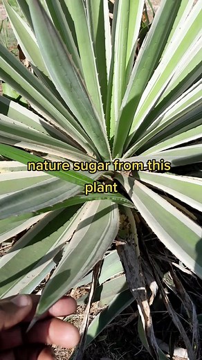 Agave Natural Sugar Syrup: Sweetener from the Agave Plant