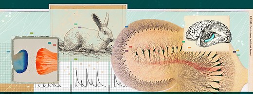 It began with a rabbit: Unraveling the mystery of memory