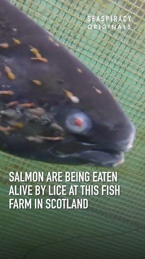 This shocking leaked footage shows salmon being eaten alive by lice at a fish farm in Scotland! | Seaspiracy