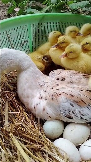 Amazing Pekin 26New Duckling Hatching From Eggs / New Baby Duck after Born