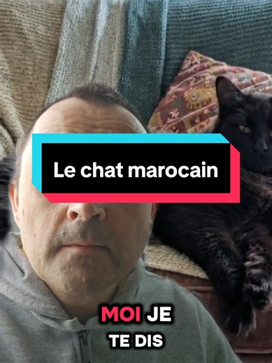 #Maroc #France #chats