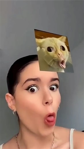 cat meme face 🤓 🤓 #shorts #duet #funny #shortvideo