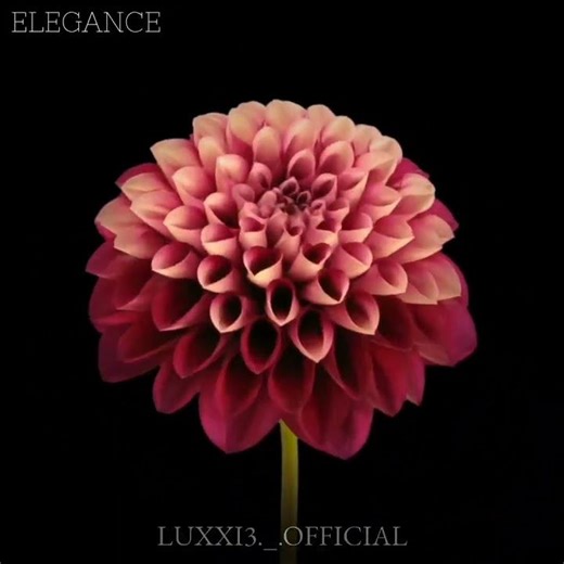 Flower Edit ~ Alice Pogo ☆ #flowers #edit #alightmotion #capcut #story #symbolism #fyp #music #trend