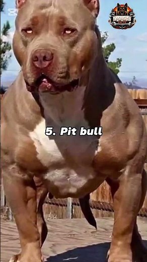 Top 10 Strongest Dog Breeds in the World 💪🐕 | Most Powerful Dogs Ever
