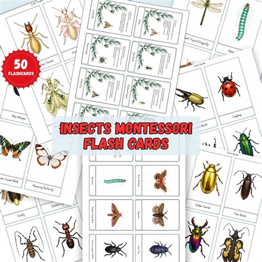 Insects Flashcards Montessori | 50 Printable Bug Science Cards (digital Download) - Etsy