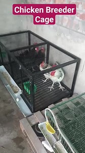 Chicken Breeder Cage System Automatic Egg Rollout | Better Life Engineering Services