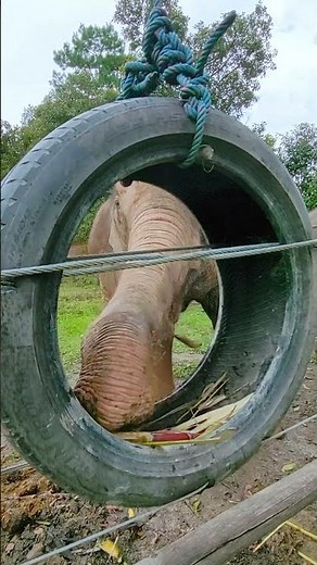 Ethical Elephant Experience at Blue Tao Elephant Village Chiang Mai, Thailand