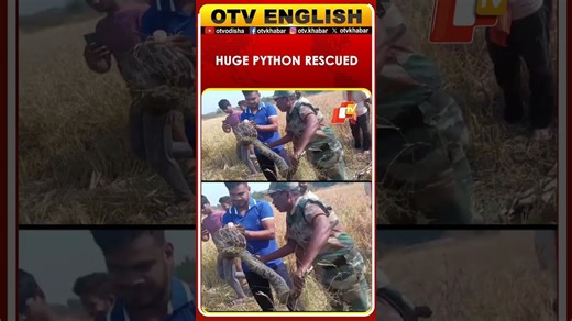 8-Foot Python Rescued From Farmland In Nuapada  | OTV