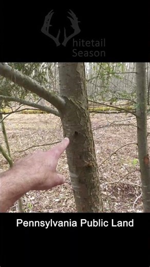 Reading a GIANT BUCKS Rubs | PA Public Land Hunting
