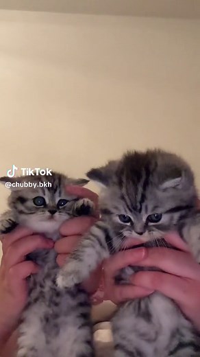 Adorable British Shorthair Kittens Compilation