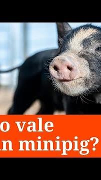 Mini pig: These are the three conditions for keeping one as a pet