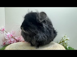 【R5.11月生まれ】チンチラ【アンゴラ・ブラックエボニー】