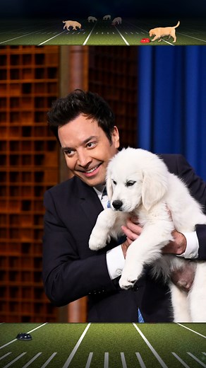 5M views · 27K reactions | Tonight Show Puppy Predictors Super Bowl Edition: #Eagles vs. #Chiefs #FallonTonight #SuperBowl #SBLIX | The Tonight Show Starring Jimmy Fallon | Facebook