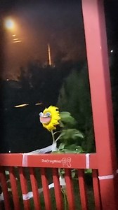 Sunflower is going to fall for you all over again 💛🌻 Song is “Fall For You” by @secondhandjohn #singingsunflower #Fallforyou #secondhandserenade #emo #sunflower #hurricane #imdead #hilarious #swoon O🌻V @amandajoytempleman | thecraigmiles