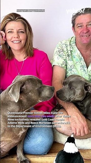 Molly and Peggy: Famous magpie to be returned after Premier’s shock announcement | Yahoo Australia